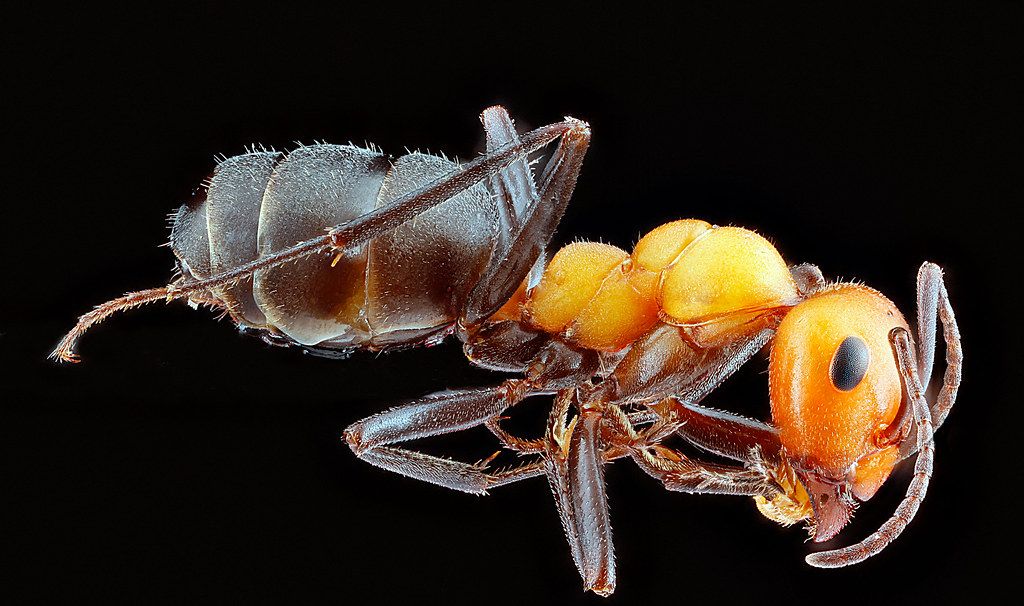 Ant Control service in Titusville, FL