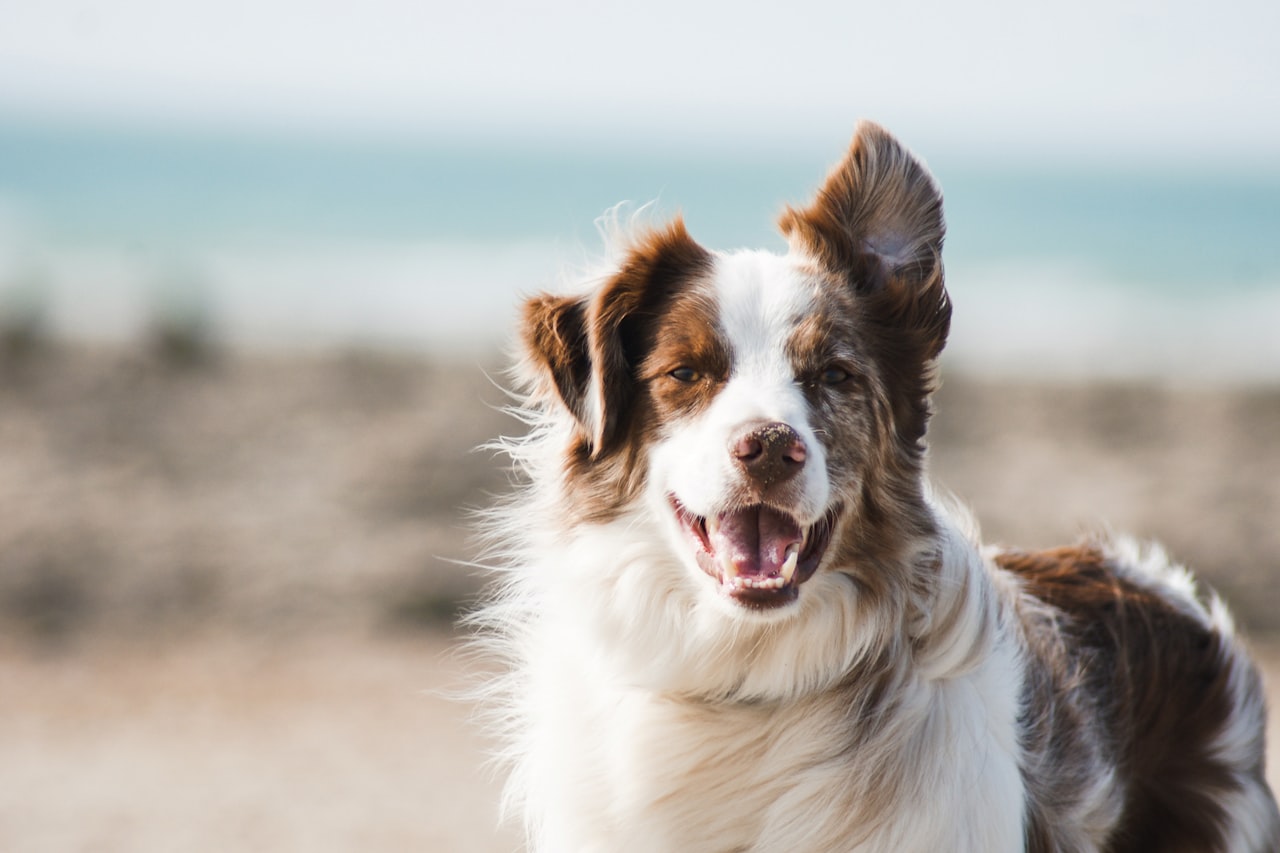 Flea & Tick Control service in Titusville, FL