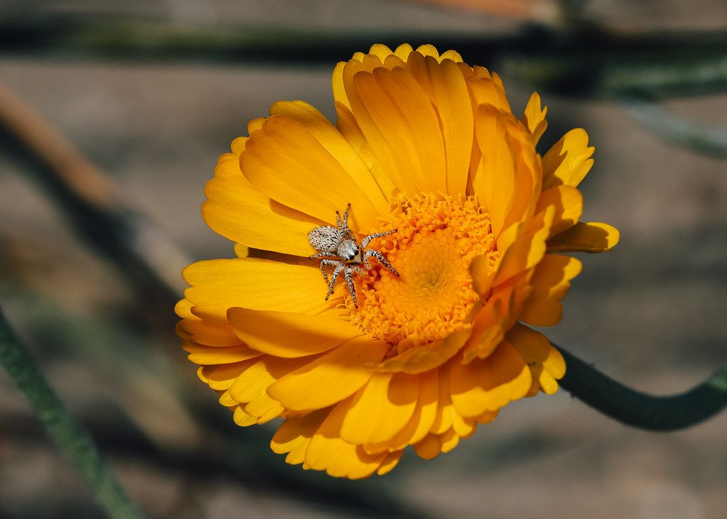Spider Control service in Titusville, FL